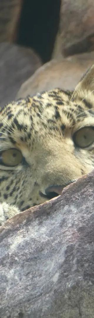 Überraschung von oben